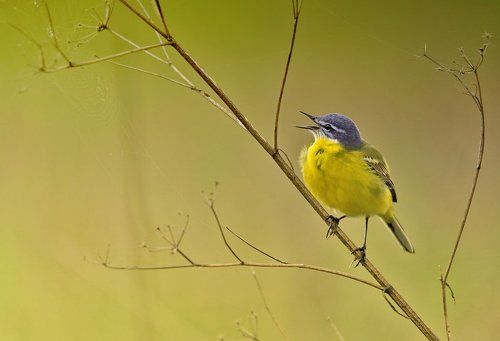 Жёлтая трясогузка (Motacilla flava)