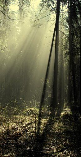 Окутанный туманом...