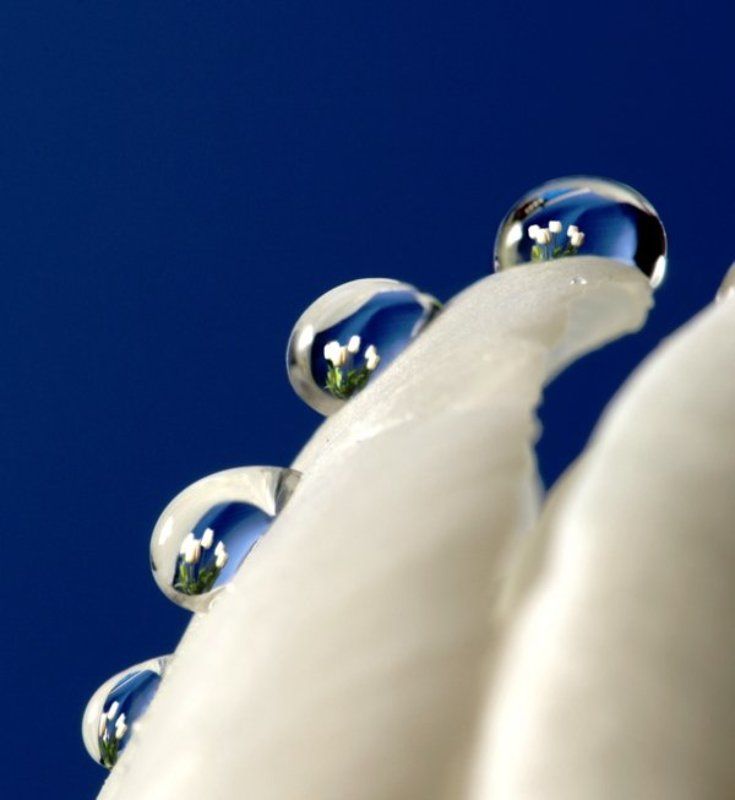 макро, тюльпан, капли, букет Тюльпаны фото превью