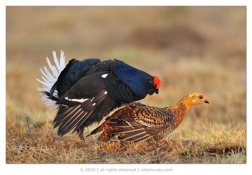 Восхождение