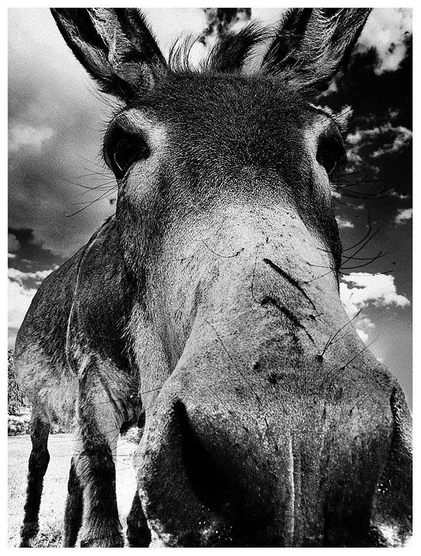 .....бэк вокалист Бременских музыкантов...... фото превью