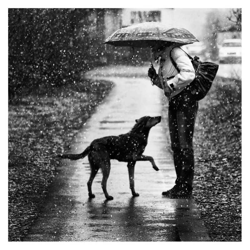 жанр, ч/б, снег, собака, абакан, b&w, black and white,черное и белое, черно-белое ЯЗЫК ЖЕСТОВ фото превью