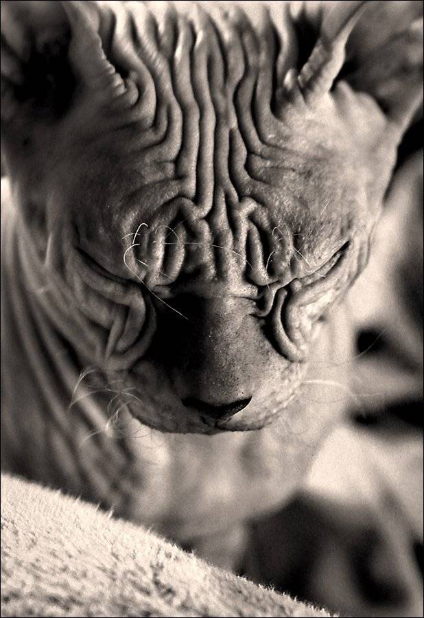 , Михаил Попов