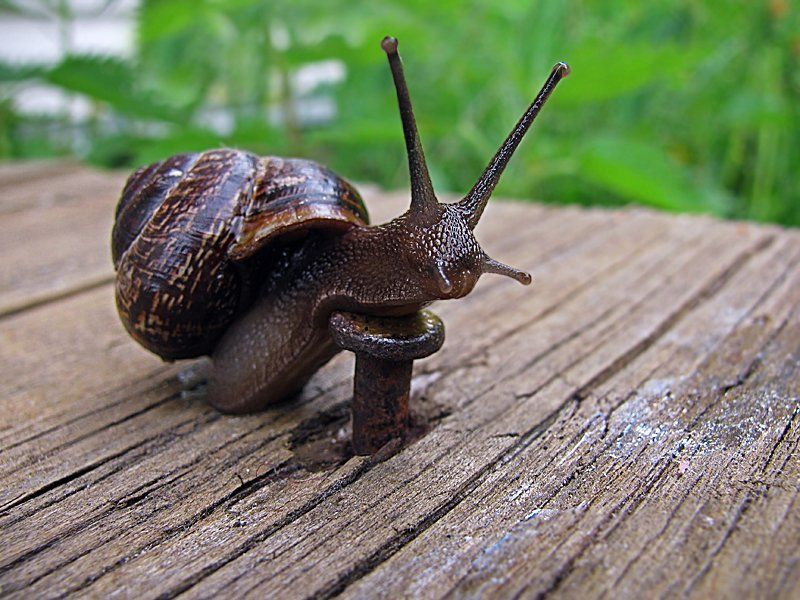 Гвоздь программы фото превью