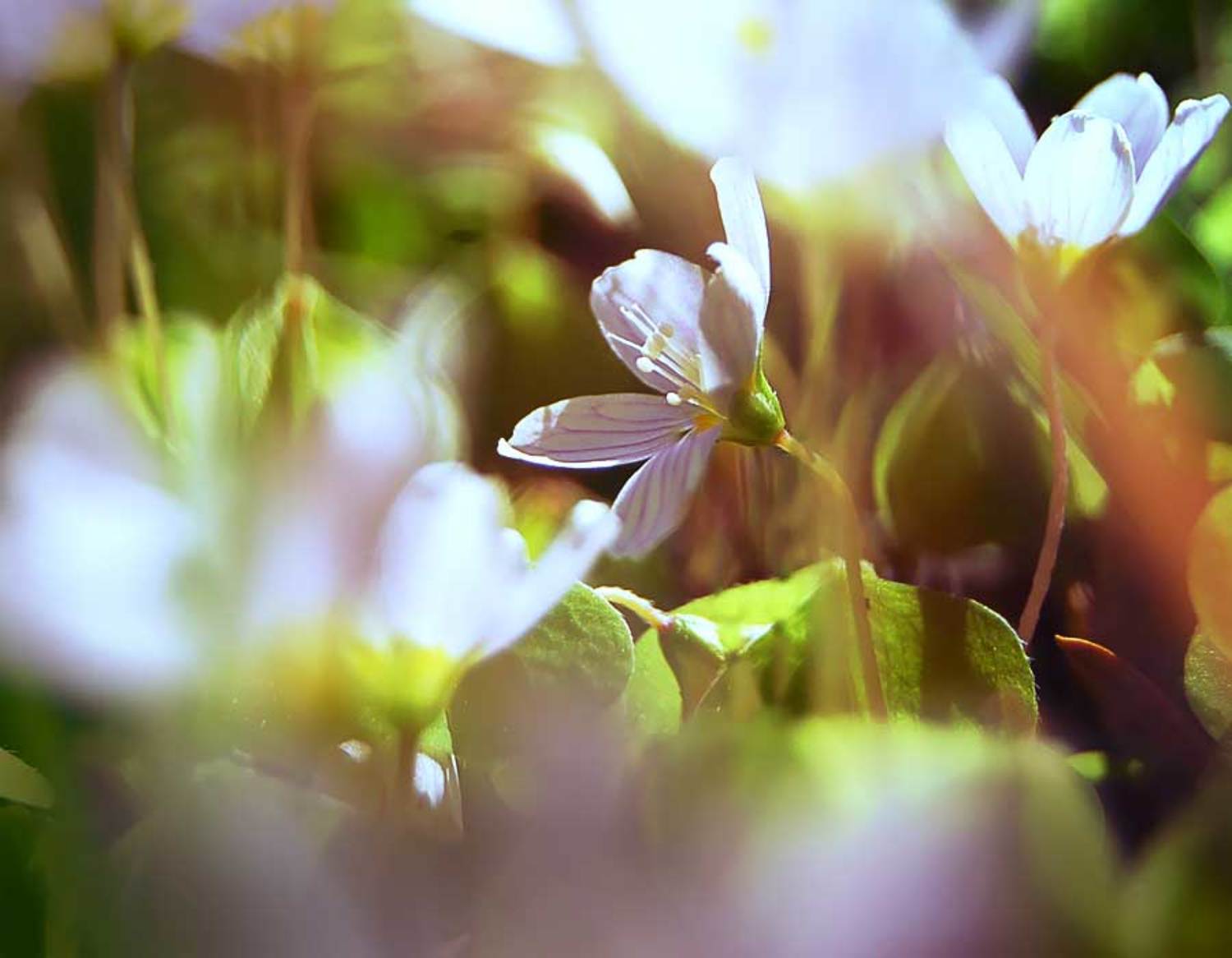 природа, цветы, лето, wamelia