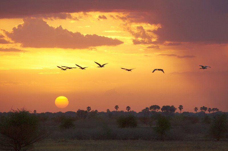 закат, облака, ибис К солнцу фото превью