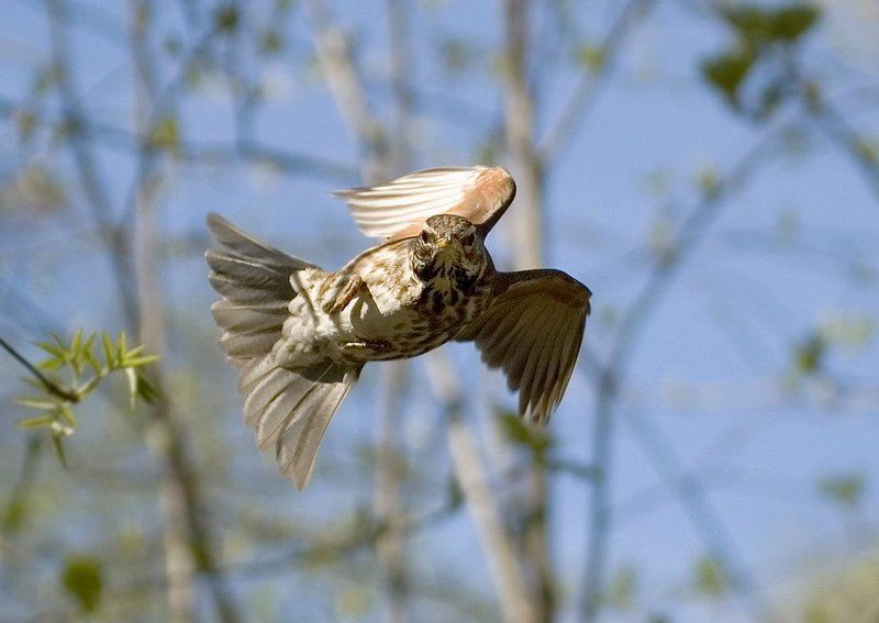 вираж фото превью