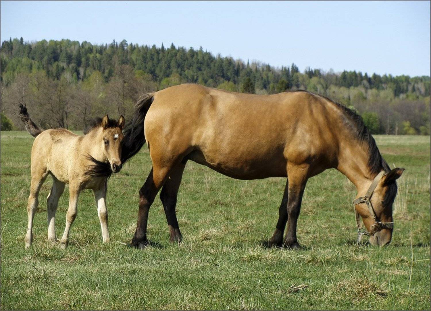 удмуртия,лошади,весна, Данил