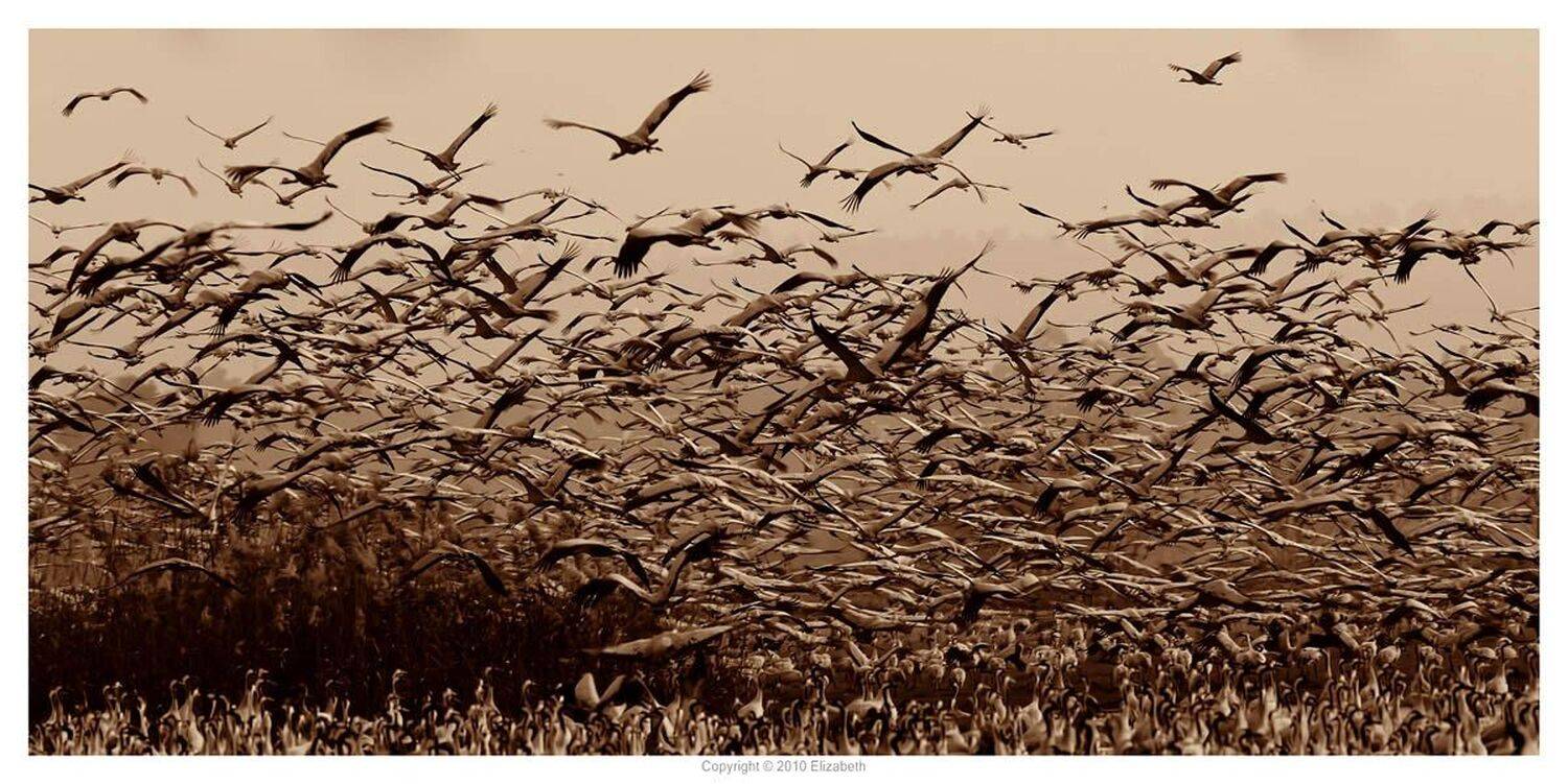 серый, журавль, grus, grus, ахула, израиль, перелетные, птицы, Elizabeth Etkind