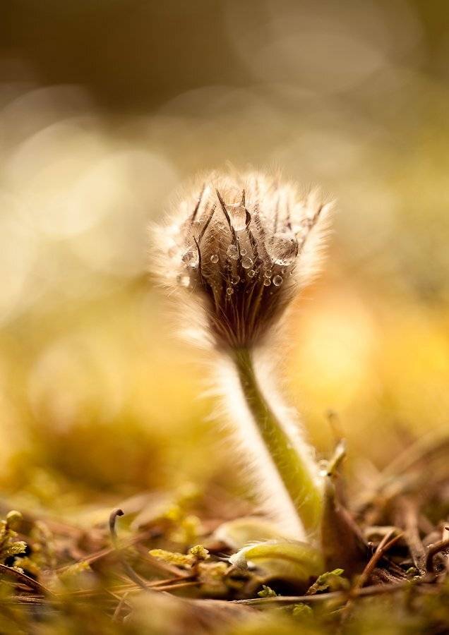 прострел, капли, Юлия