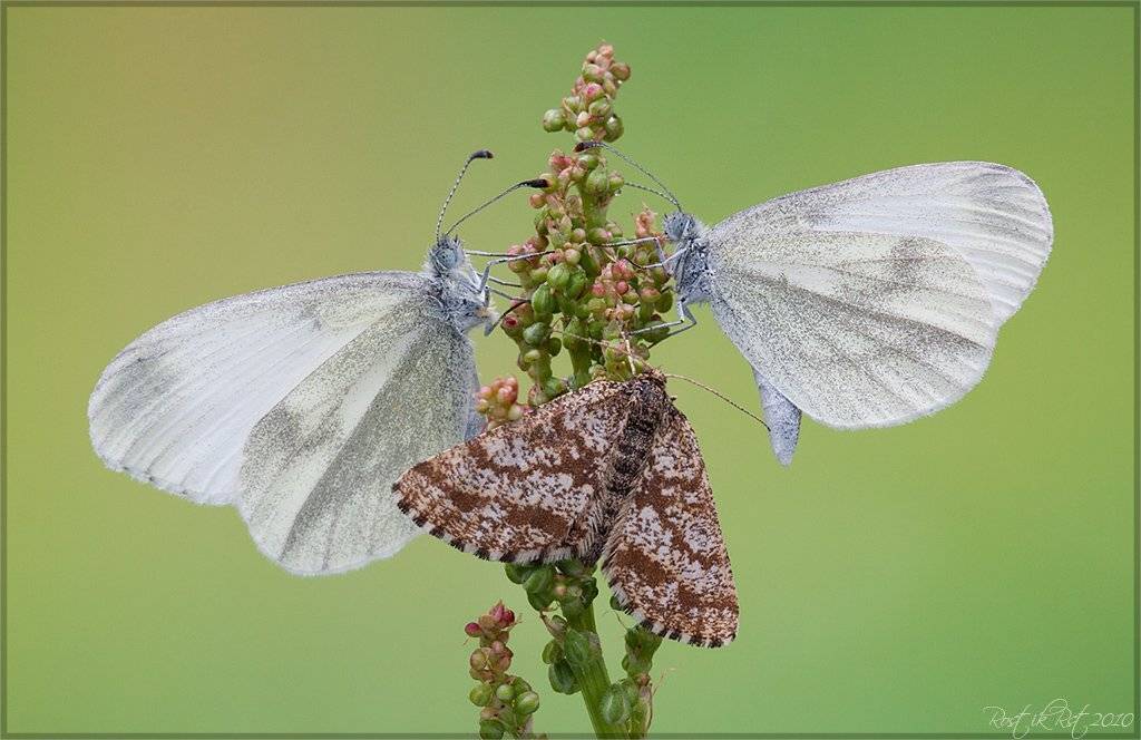 индустар, лз, 61, canon, 50d, Ростислав