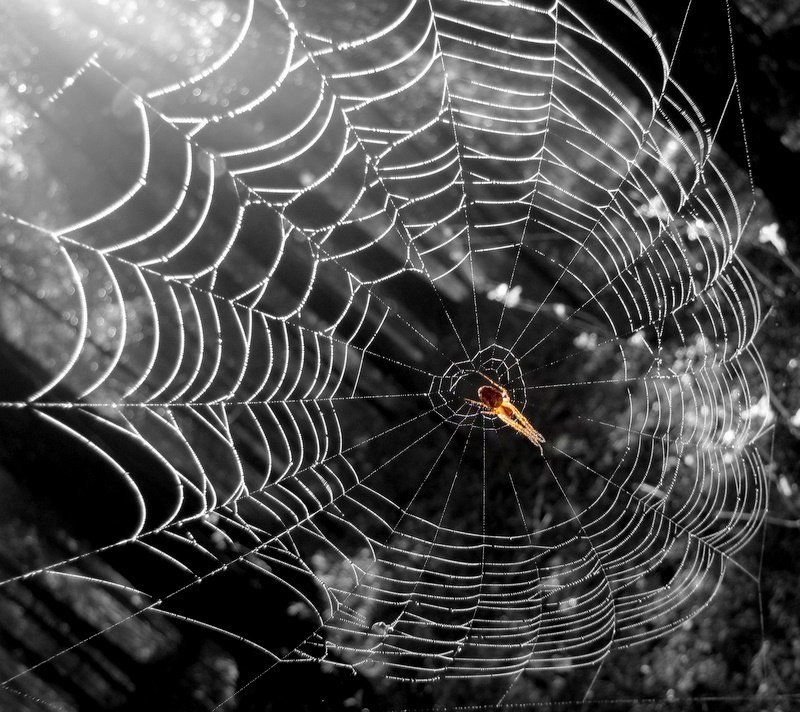 Ажурные сети фото превью