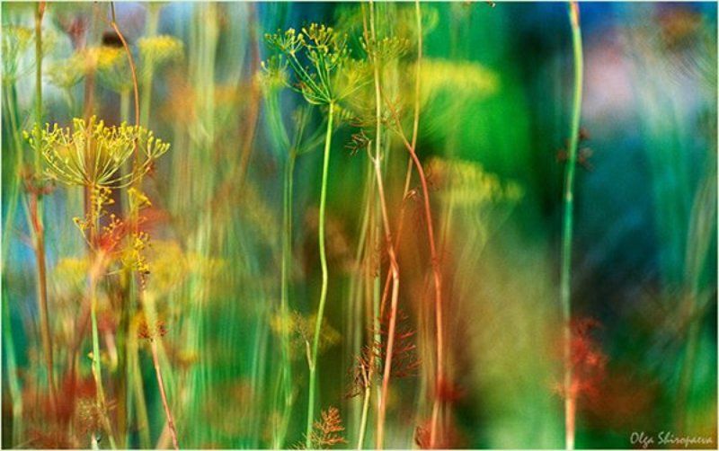 укроп, цейс, макро Укроп. фото превью