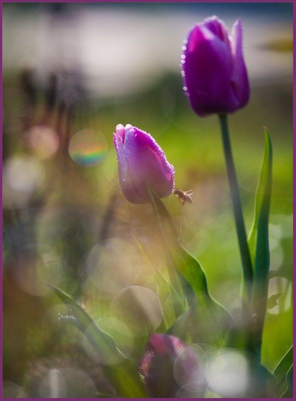 цветок, пчела Touch фото превью