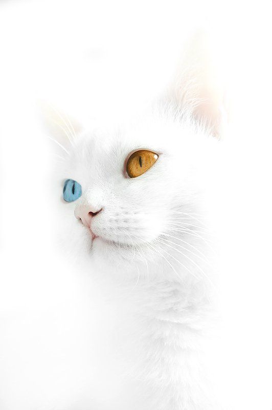 SnowWhite фото превью