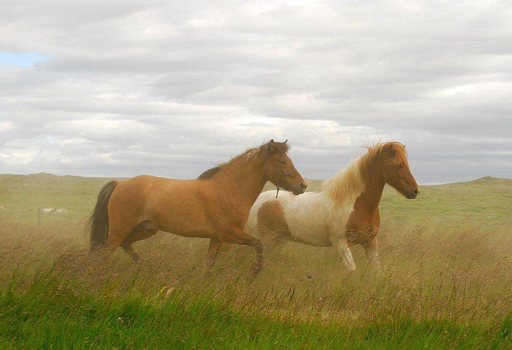 лошади, Ксения