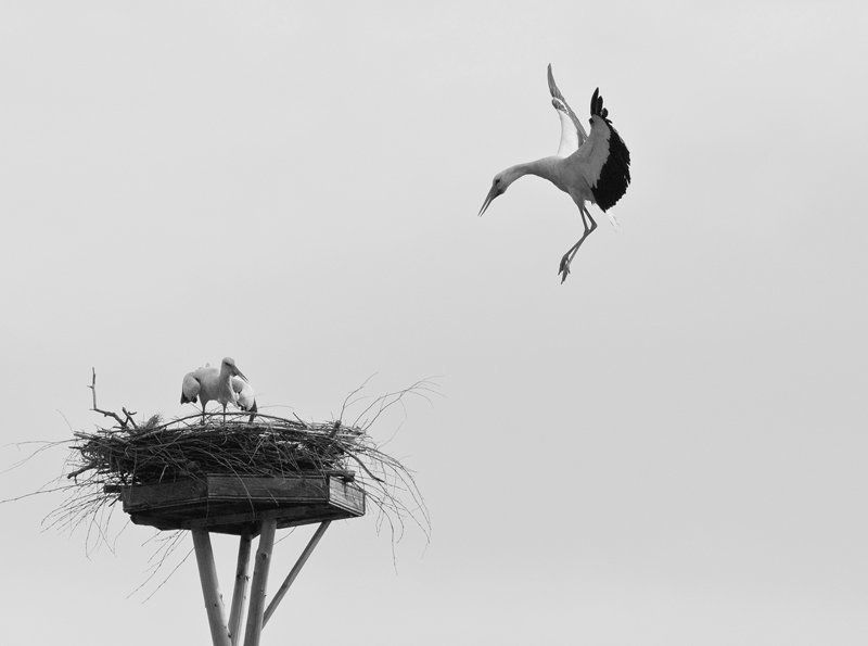 Посадка фото превью