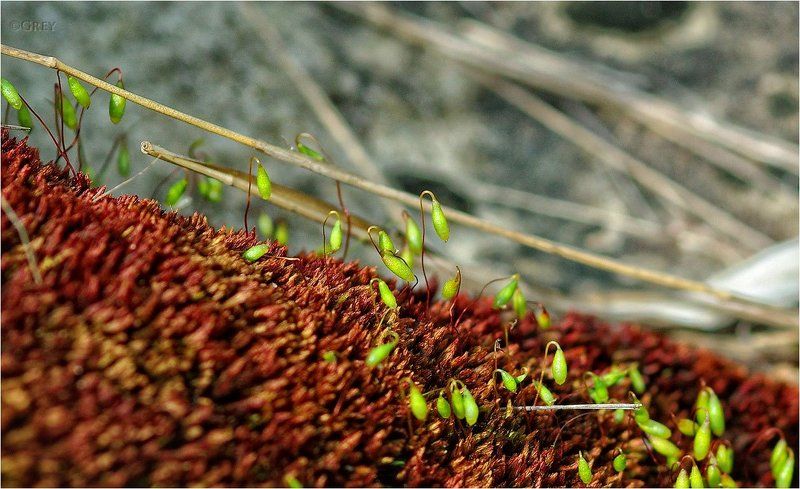 макро, мох, гриб Наноурожаи наномира:) фото превью