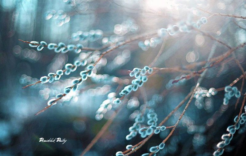 Вербное Масло фото превью