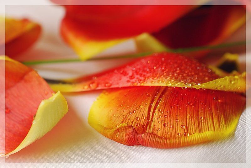 тюльпаны, капли Свежесть фото превью