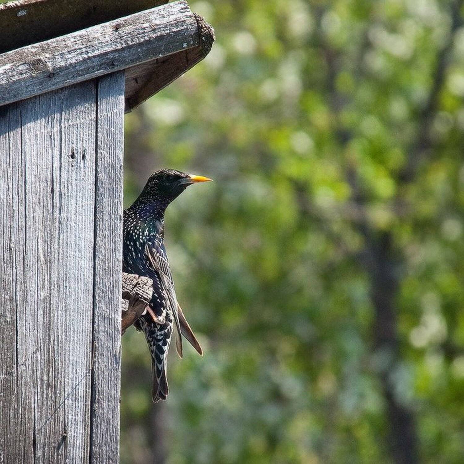 весна, скворец, Лена