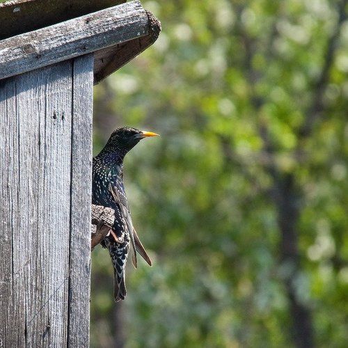 Квартиранты