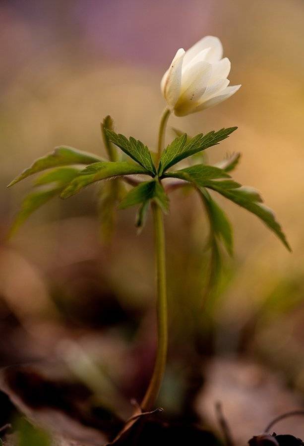 ветреничка, дубравная, Юлия