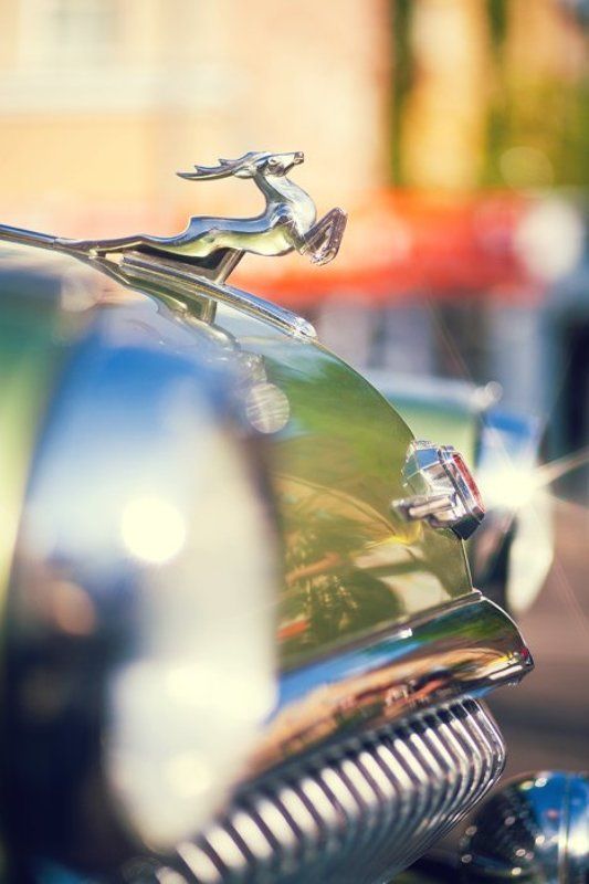 Олень благородный фото превью