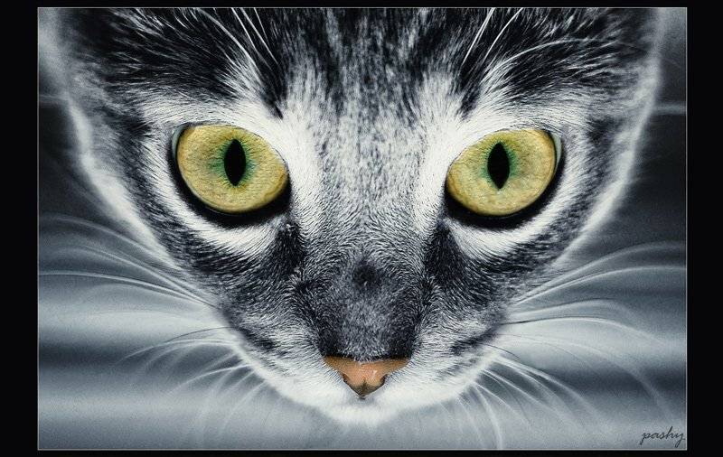 , Павел Хлыпенко