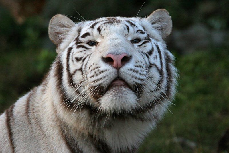 Купание белого кота фото превью