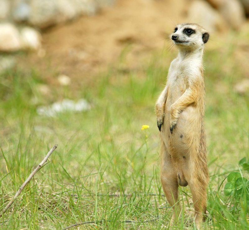 Смотрящий фото превью