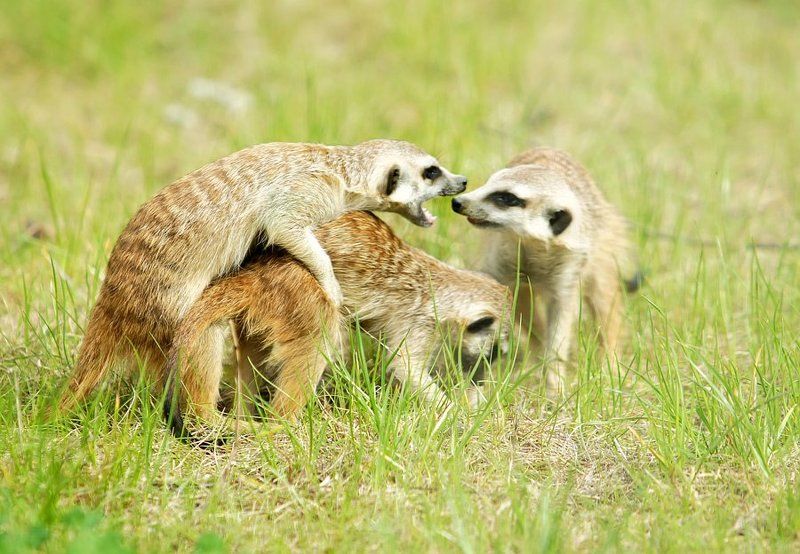 Мне советчики не нужны !!! фото превью