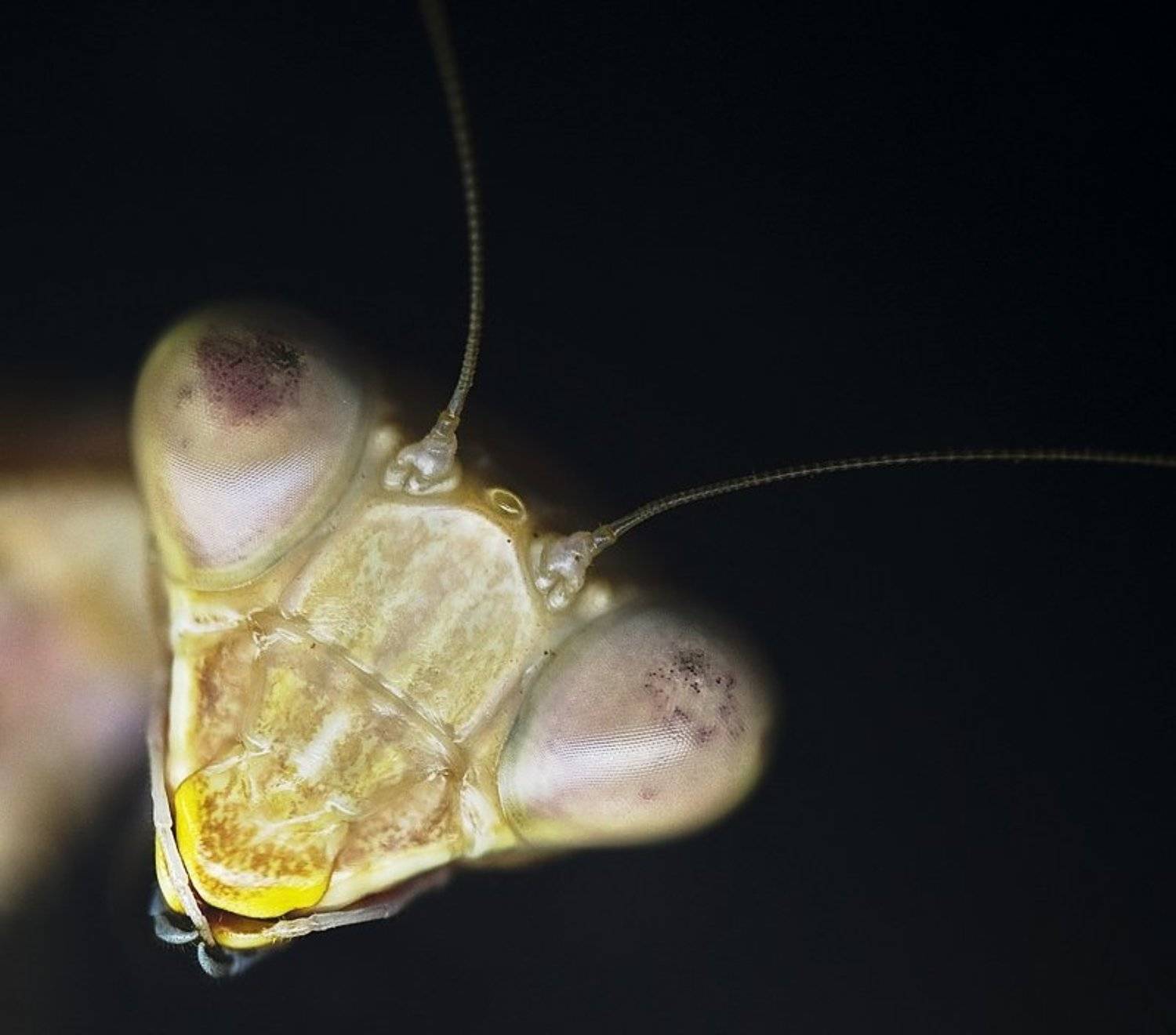 богомол, глаза, макро, взгляд, KSergeyV