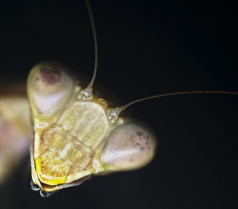 богомол, глаза, макро, взгляд Давай знакомиться! фото превью