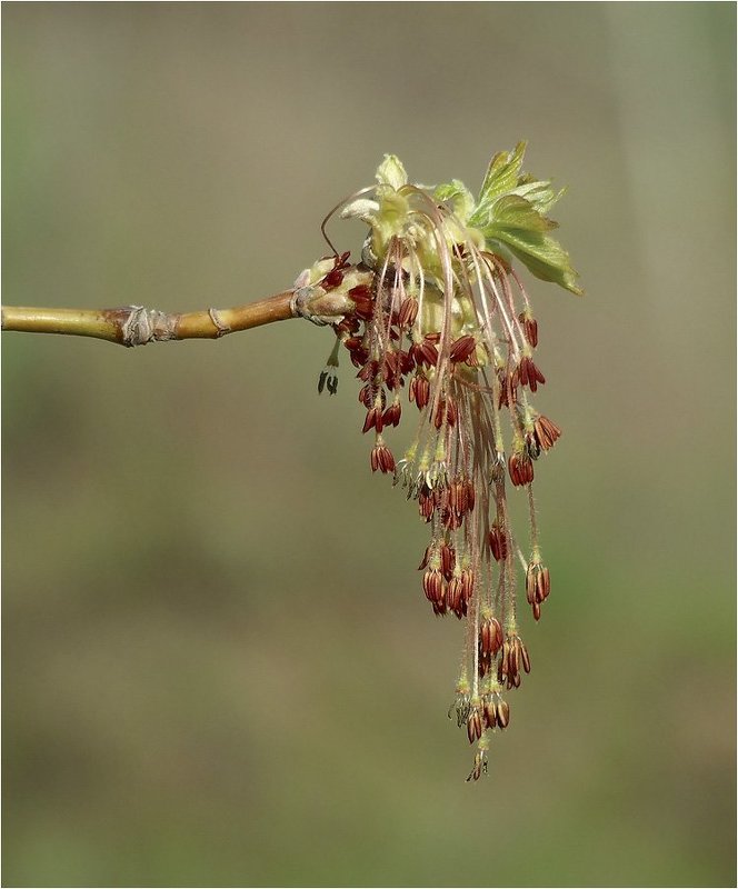 Сережки фото превью