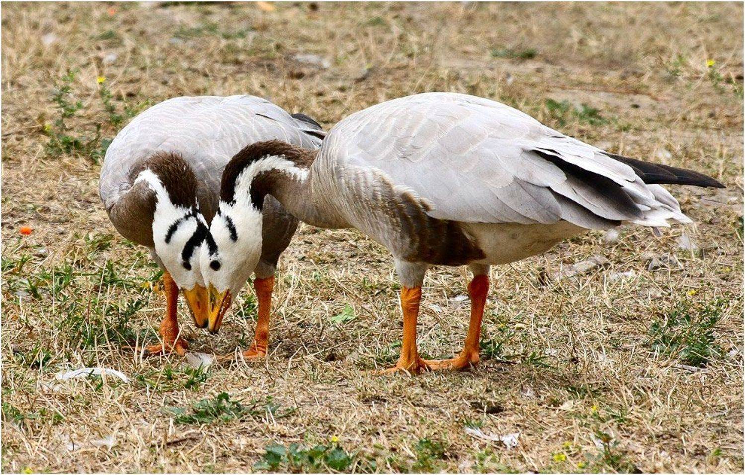 гуси, Игорь Шевченко