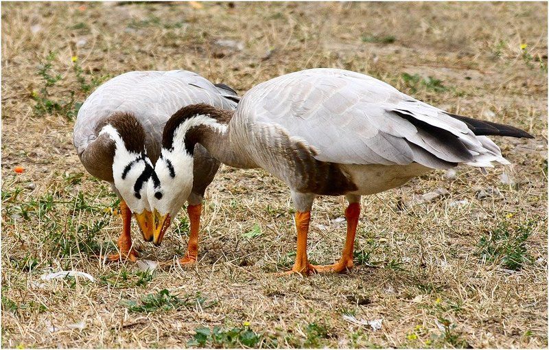 гуси - Ты видишь то же что и я? фото превью