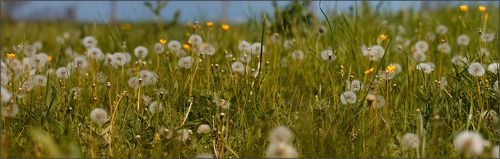 Донской луг