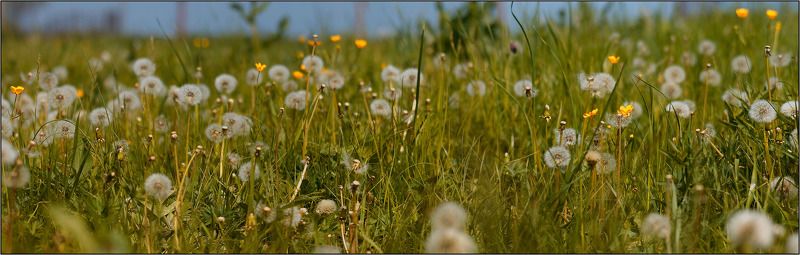 дон, луг, трава, весна Донской луг фото превью