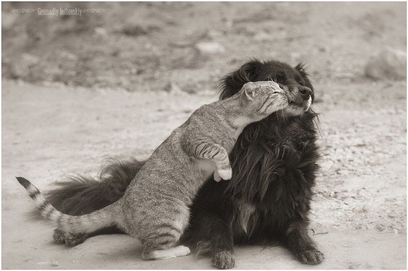 французский поцелуй фото превью