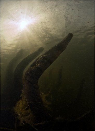 Ребра истории