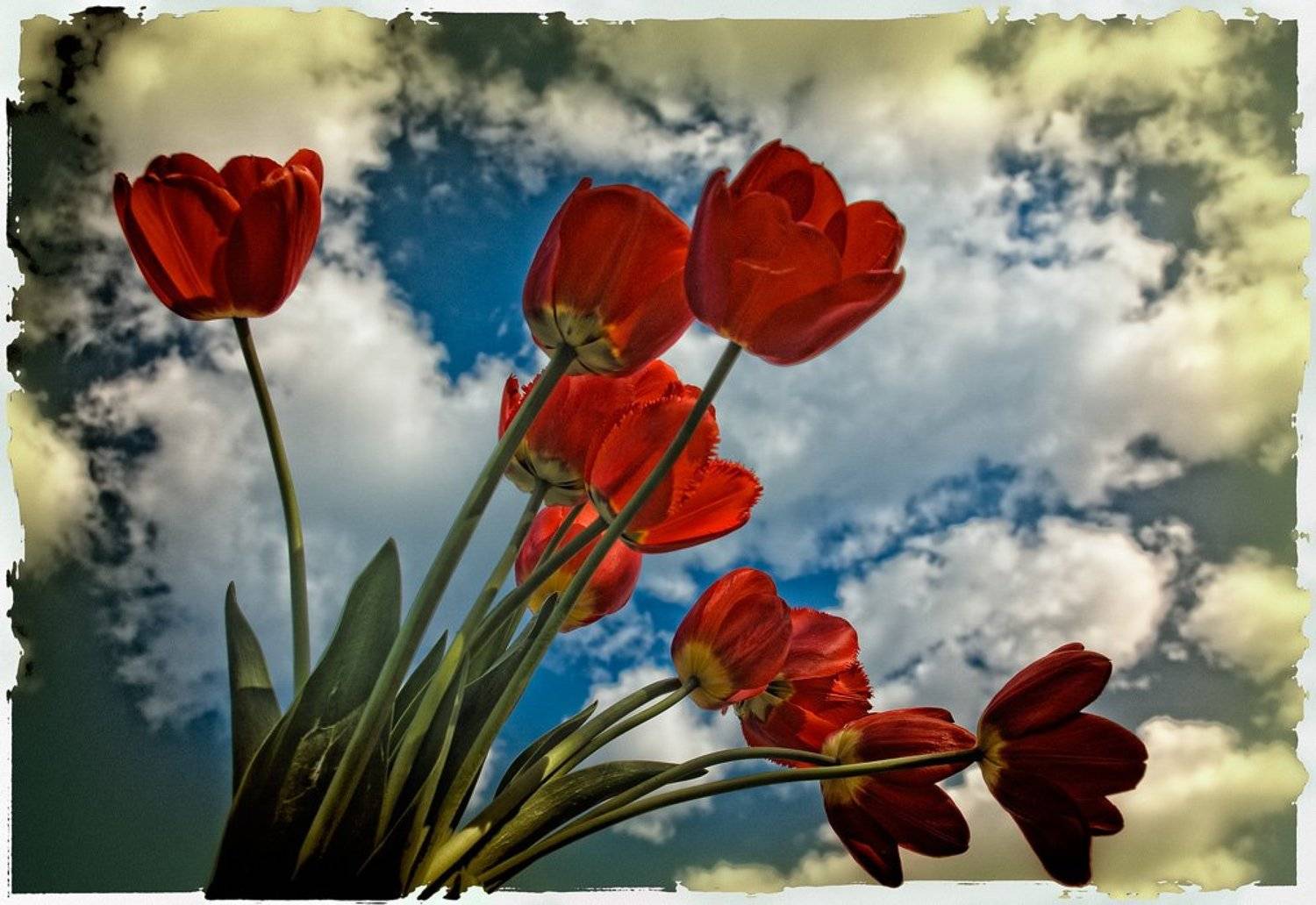 тюльпаны, облака, прошлое лето
