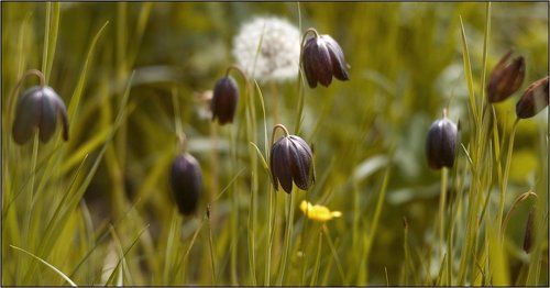 Черные тюльпаны