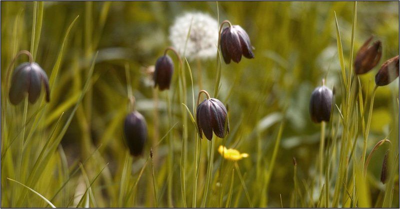 дон, лагутник, ростов-на-дону, цветы, луг, весна, дельта Черные тюльпаны фото превью