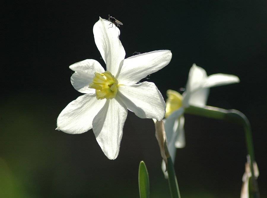 , Юлия Чекмарева