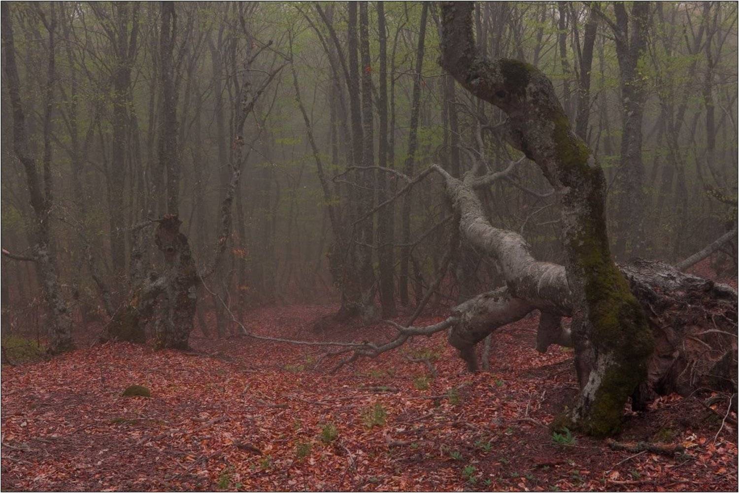 крым, демерджи, туман, Михаил Мигушин