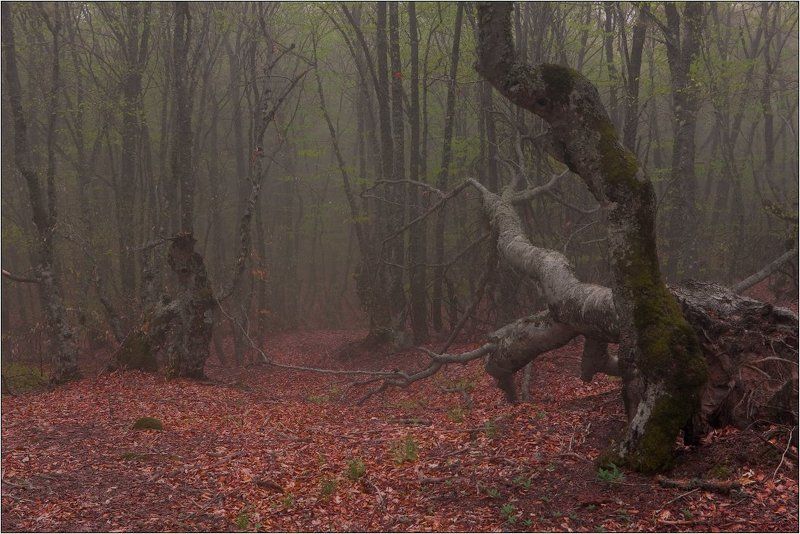 крым, демерджи, туман сонный путь фото превью