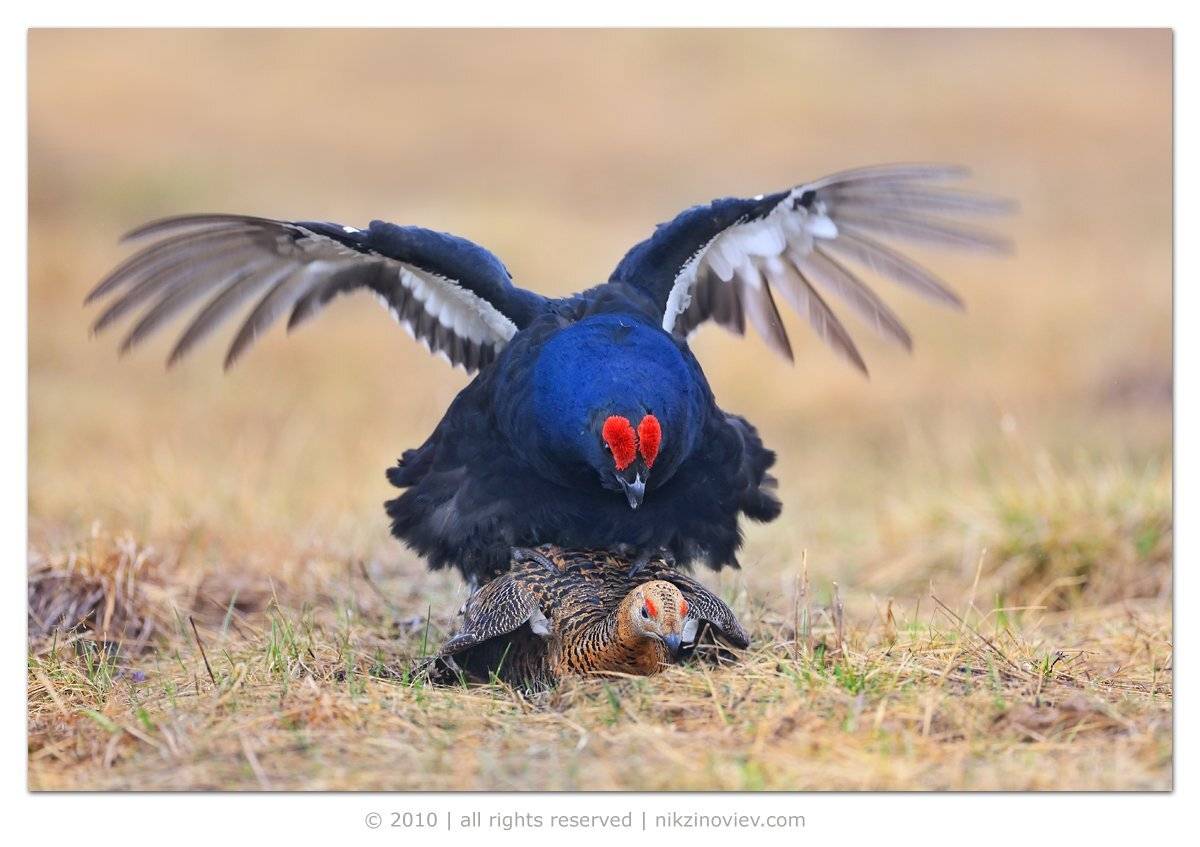 токующий тетерев, дикая природа россии, птица, птицы, зиновьев николай, Николай Зиновьев