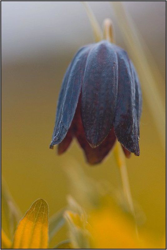 дон, лагутник, ростов-на-дону, цветы, луг, весна, дельта Черный тюльпан фото превью