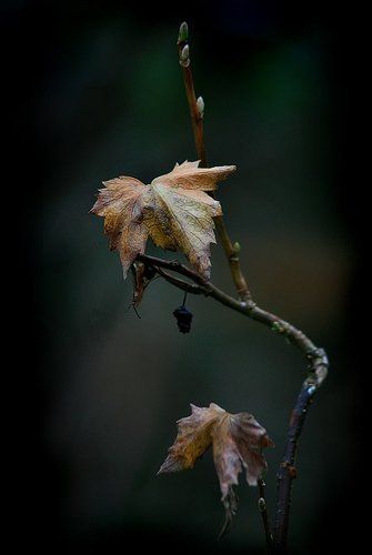 Осень, она не спросила.. Осень, она пришла...